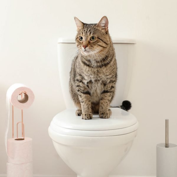 CatGuard – Enzymatic Cat Urine & Odour Remover Spray